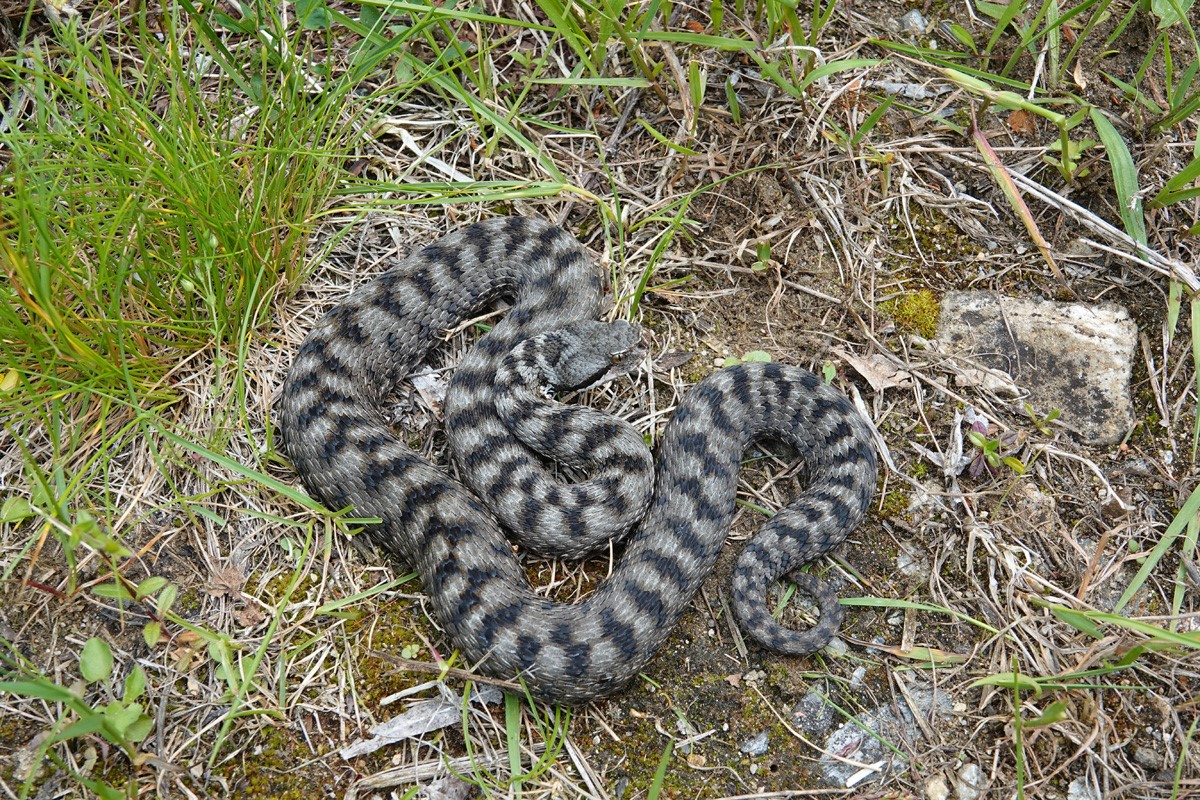 Sommer 2023: Canaria TI, fantastisch gezeichnete Aspisviper. Foto: Thomas Reich