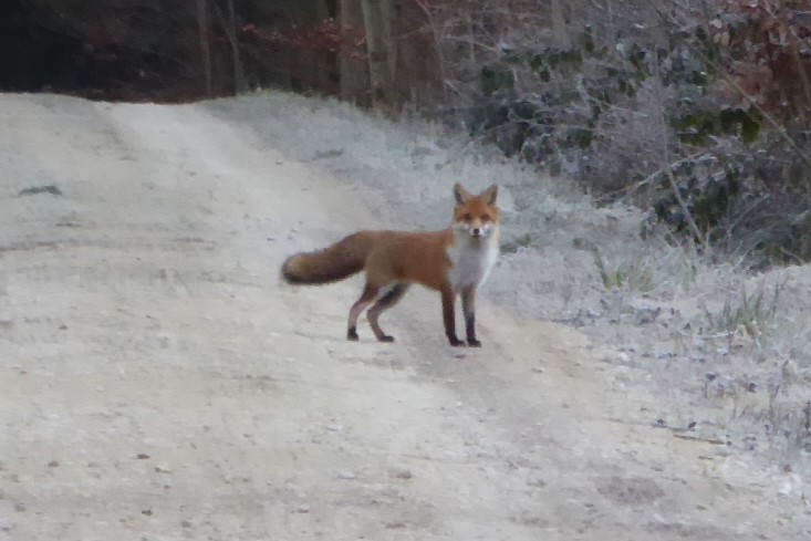 14.01.2016: Allmendbach, Tägerwilen TG. Ein schöner, neugieriger Fuchs im dichten Winterfell kreuzt meinen Weg