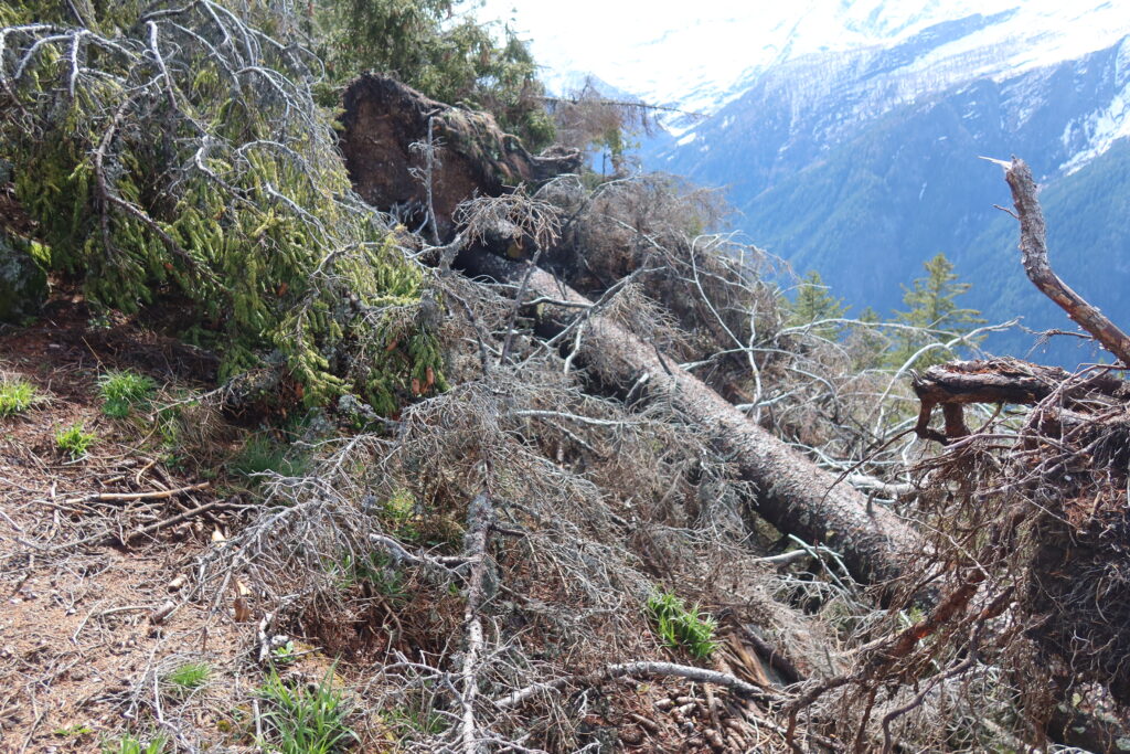 21.04.2025: Rial Fragiairora, Seitenbach des Brennos im Bleniotal TI. Hier muss ich durch ...
