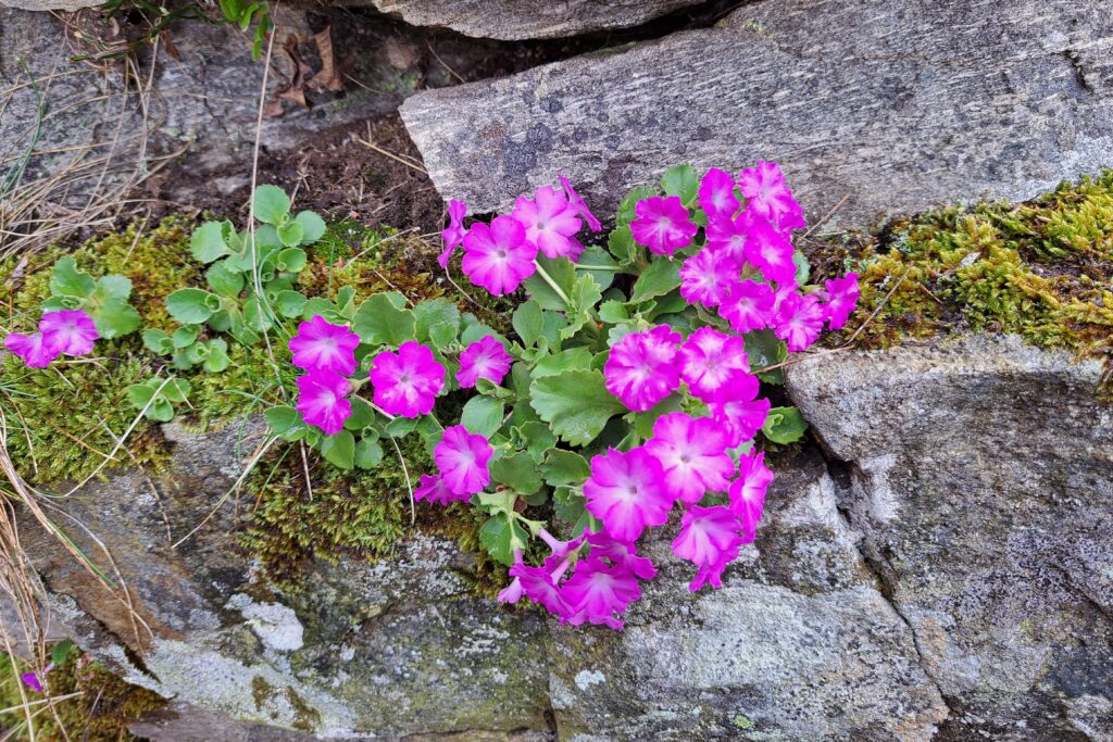 21.04.2025: Rial Fragiairora, Prächtige Bestände der Roten Felsenprimel [Primula hirsuta], am Abstieg unter Solgone