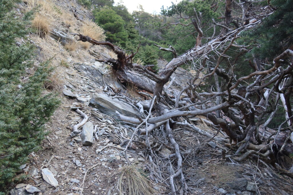 28.03.2025: Jolibach, Der Aufstieg fängt schon «vielversprechend» an