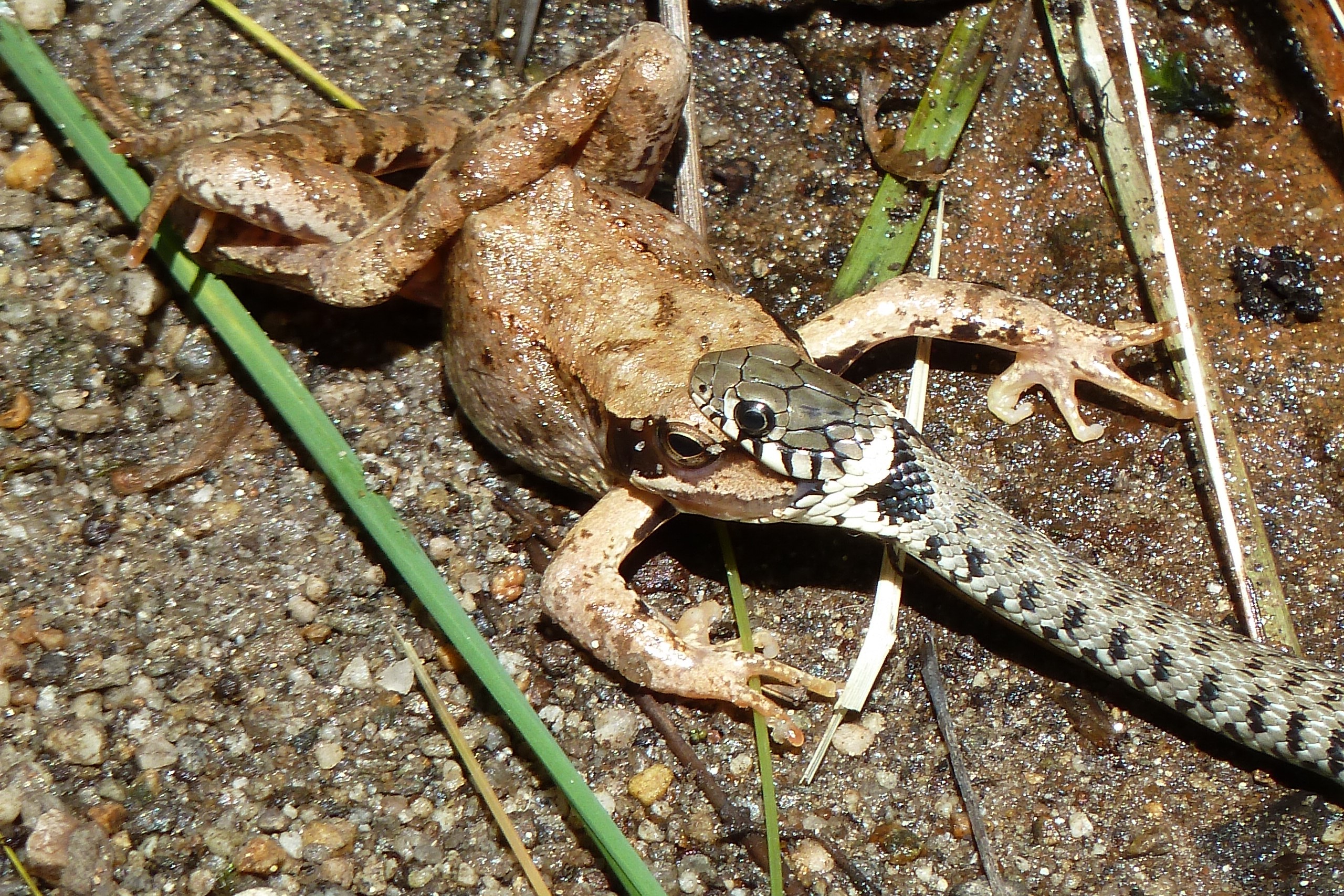 02.06.2011: Lesgiüna TI, Auf dem historischen Weg hinunter ins Tal beobachten wir eine fantastisch gezeichnete Ringelnatter, die soeben
einen Frosch erwischt hat
