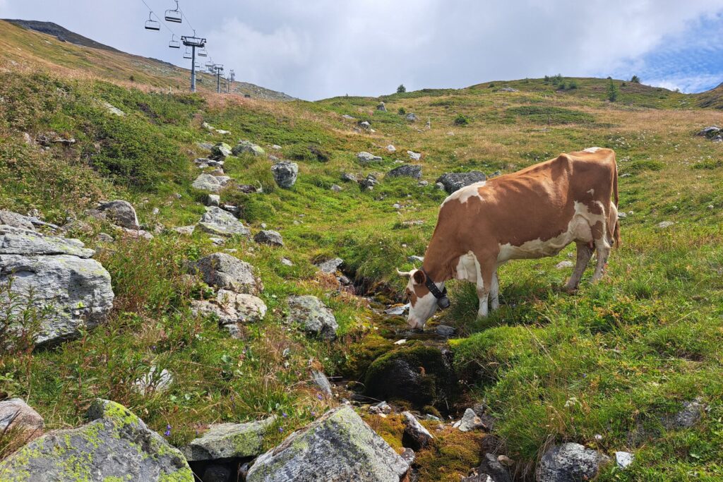 03.08.2025: La Manna Val d`Hérens VS, der Beginn ihres oberen Quellbachs