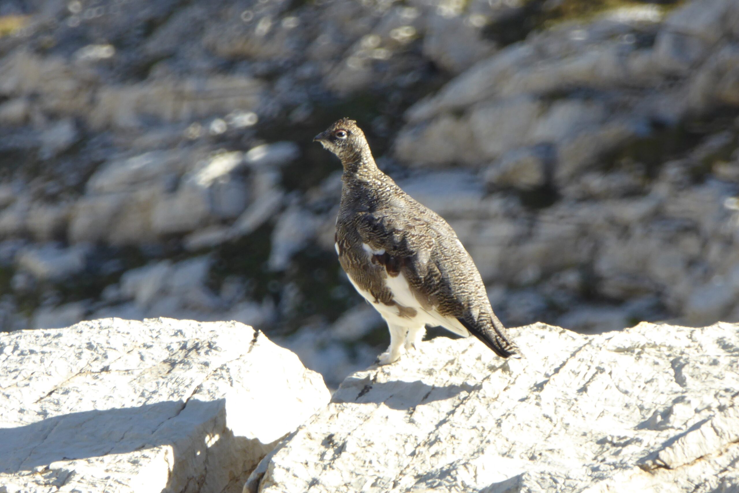 22.09.2016: Murgbach, beim Anmarsch zu seinem Beginn GL. Ein Alpenschneehuhn (♀) im Sommerkleid,
Die Männchen haben rote „Augenbrauen“!