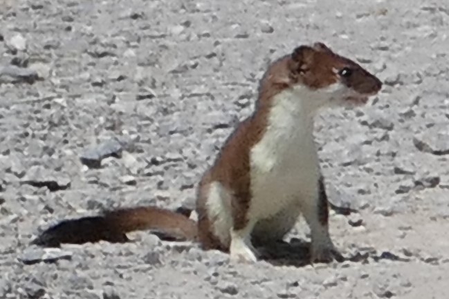 02.06.2020: Necker SG, ein Hermelin, auch grosses Wiesel genannt