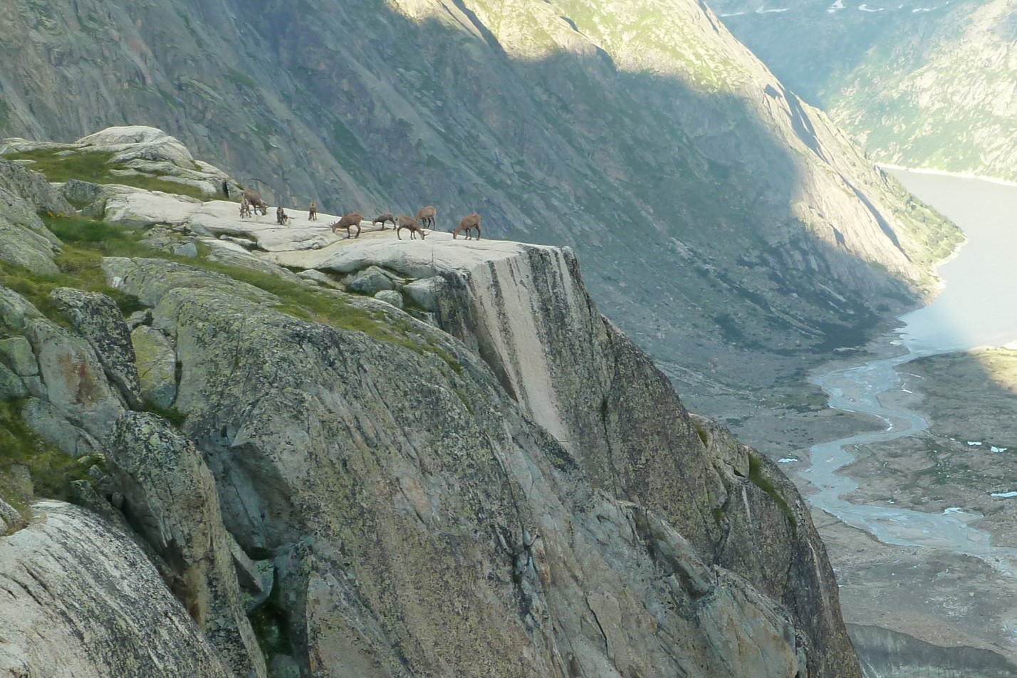 30..07.2013: Aare BE, Gemsen lecken mineralische Salze auf Aare-Granit vor der Lauteraarhütte SAC