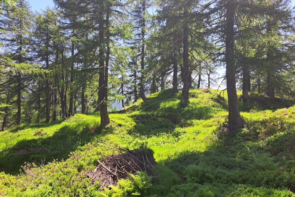 24.06.2025: Ri di Röit bei Fusio TI, im Bosco di Costa wurde an Lariceto pascolato eingerichtet (beweideter Lärchenwald)