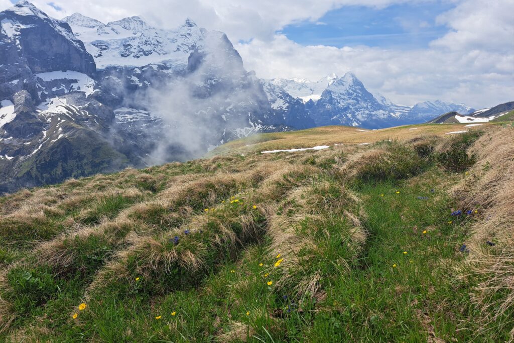 04.06.2025: Schiissbach im Rychenbachtal BE, Weidespuren vor Wetterhorn