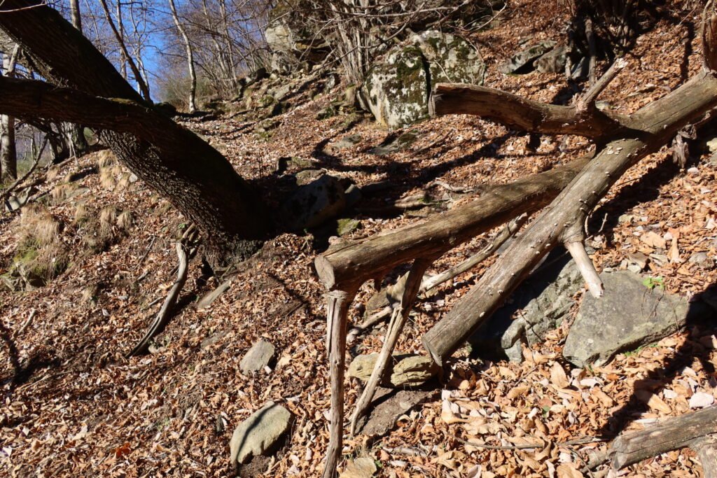 28.11.2025: Ri Scudau TI. solche "Schnittspuren" deuten (fast) immer darauf hin, dass man auf dem richtigen Weg ist