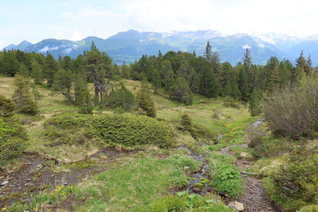03.06.2025: Seilibach BE, Der Seilibach durchquert den südlichen Teil des geschützten Hochmoores Turen