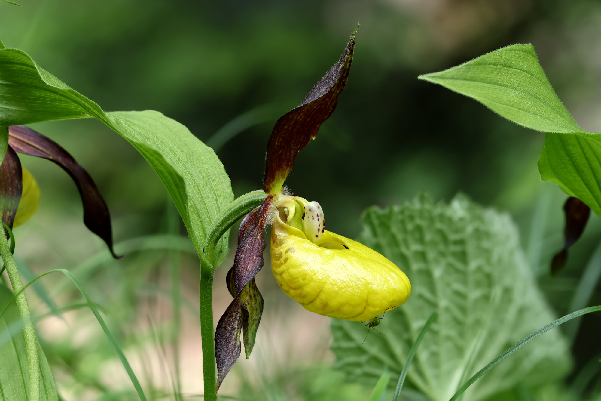 06.06.2025, Necker, Ofenloch SG, Frauenschuh [Cypripedium calceolus], Foto Peter Neubauer, Tobel TG