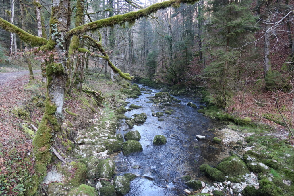 02.03.2011: Der weitgehend natürliche Lauf der Sorne JU (Das Abflussregime "nivo-pluvial-jurassien" beschreibt ein hydrologische Muster, bei dem der Abfluss in Flüssen sowohl durch Schneeschmelze und Regen geprägt ist und typischerweise in der Jura-Region vorkommt).