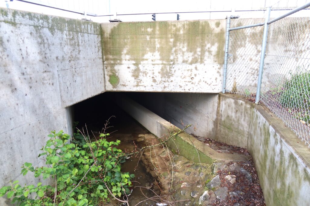 25.04.2025: Der Teischlibach, Dietikon ZH, unterquert die Badenerstrasse und die Limmattalbahn und überquert die Überlandstrasse in einem begehbaren, zweiteiligen Tunnel
