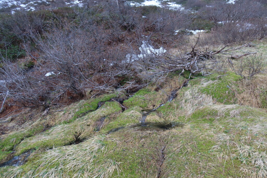 12.04.2025: Trodo TI, Der Trodo beginnt gleich mit mehreren, ergiebigen Quellaufstössen auf 1620 m ü. M.