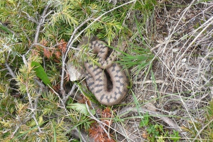 21.06.2008: Boggera TI, Viper auf dem Gratrücken westlich der Cima di Piancra bella/Ti, auf ca. 2100 m ü. M.